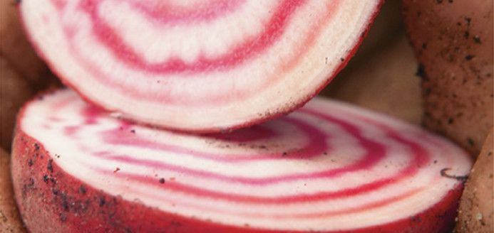 Croustade de betteraves