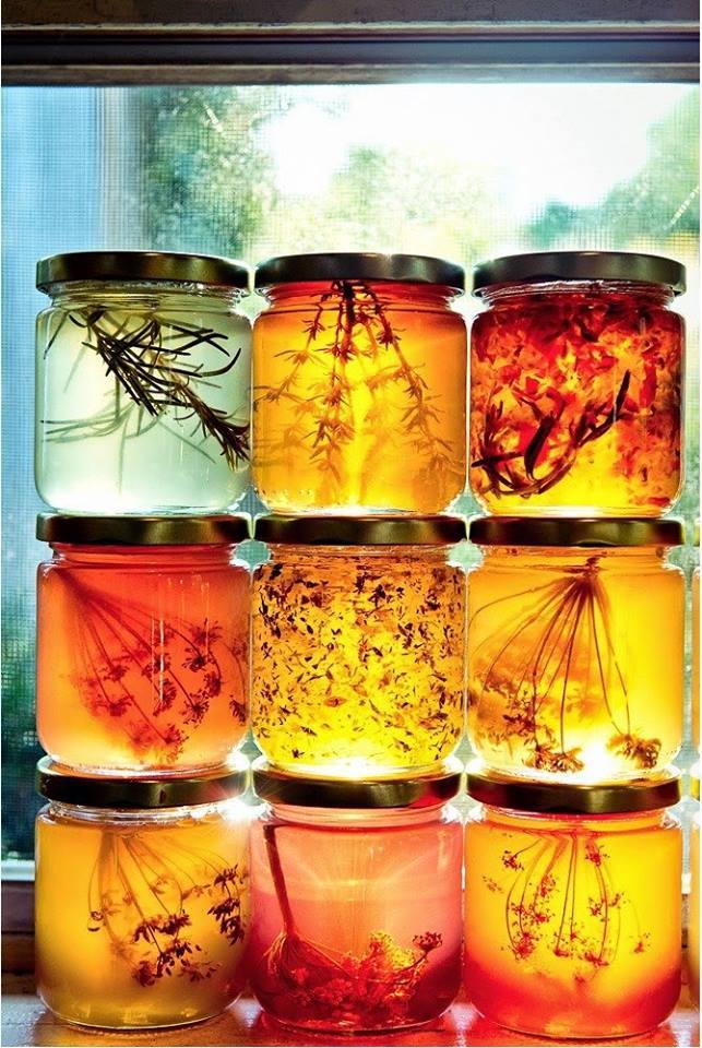 Infusions d'herbes dans le miel et leurs valeurs médicales