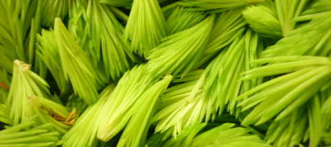 Sorbet d’épicéa (épicéa, épinette ou pruche)