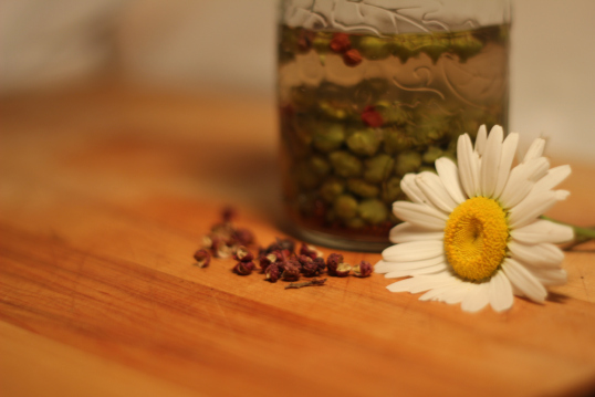 Capre de boutons de marguerite